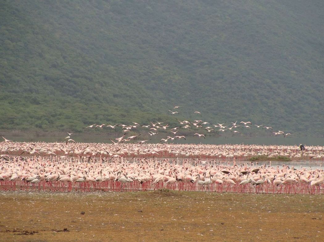 Flamboyance of Flamingos near Hotel Lake Elmenteita