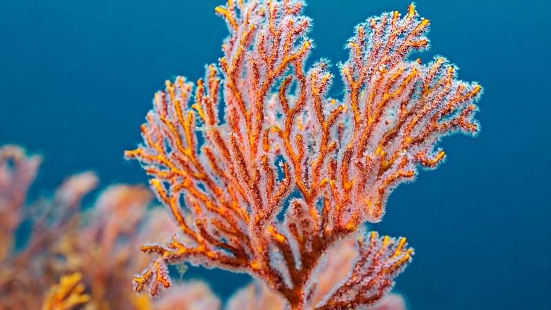 Close-up of a coral leaf near Fullerton Group