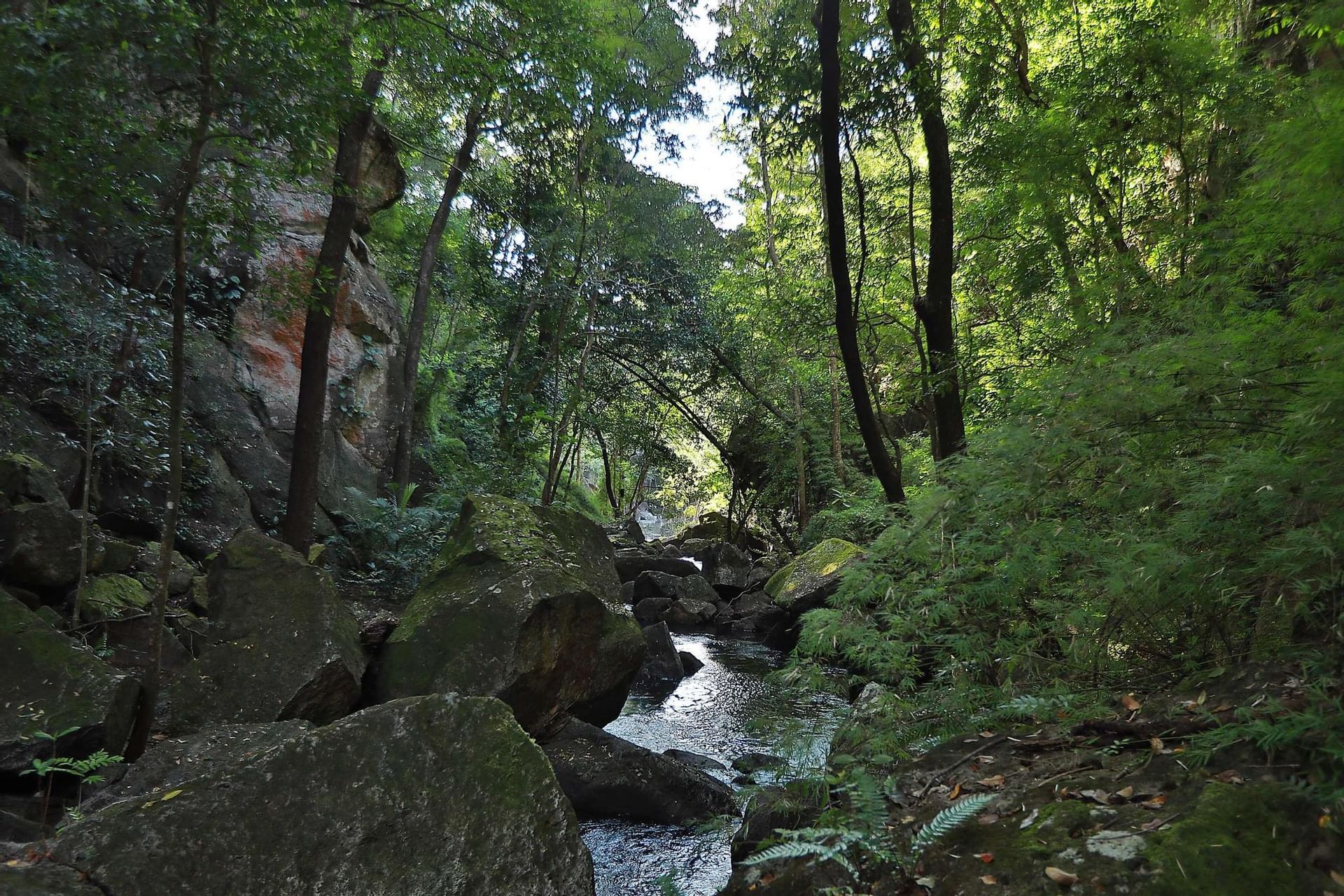 Landscape view of the river alongside the forest near Hotel Rio Perdido