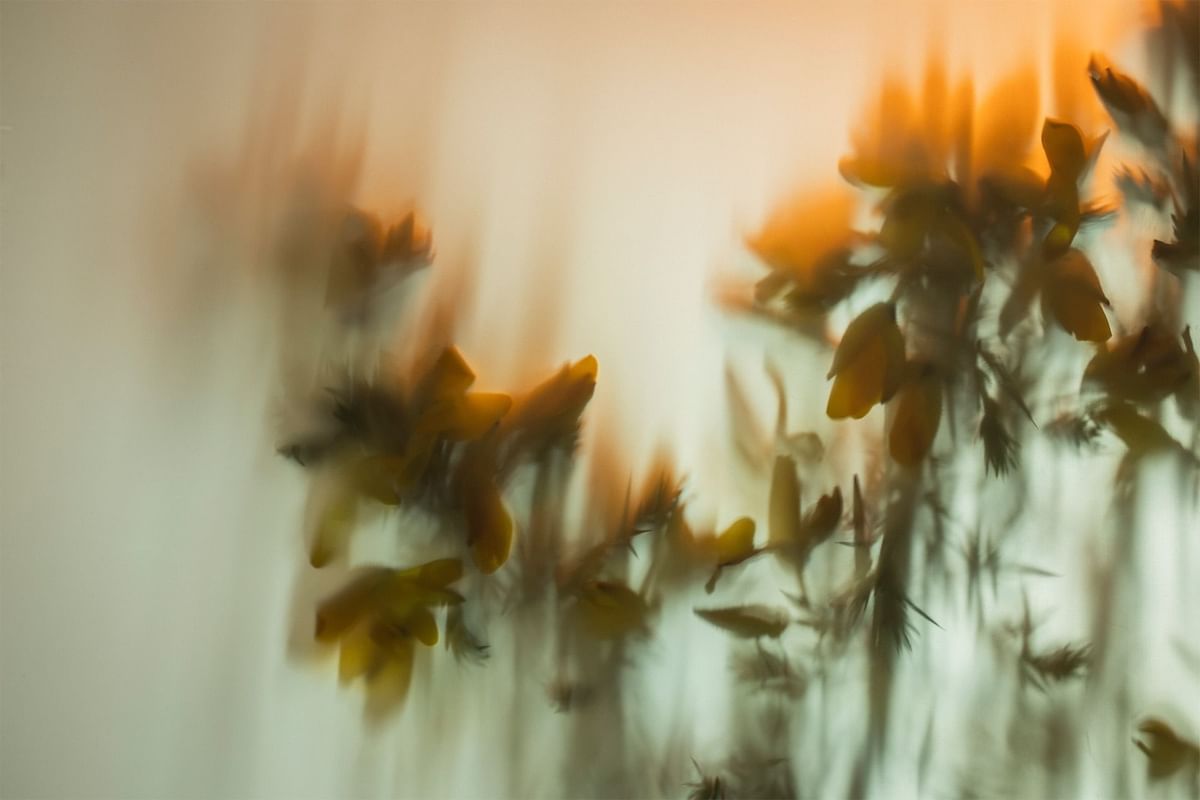 Blurred background image of tree branch used at Dunluce Lodge