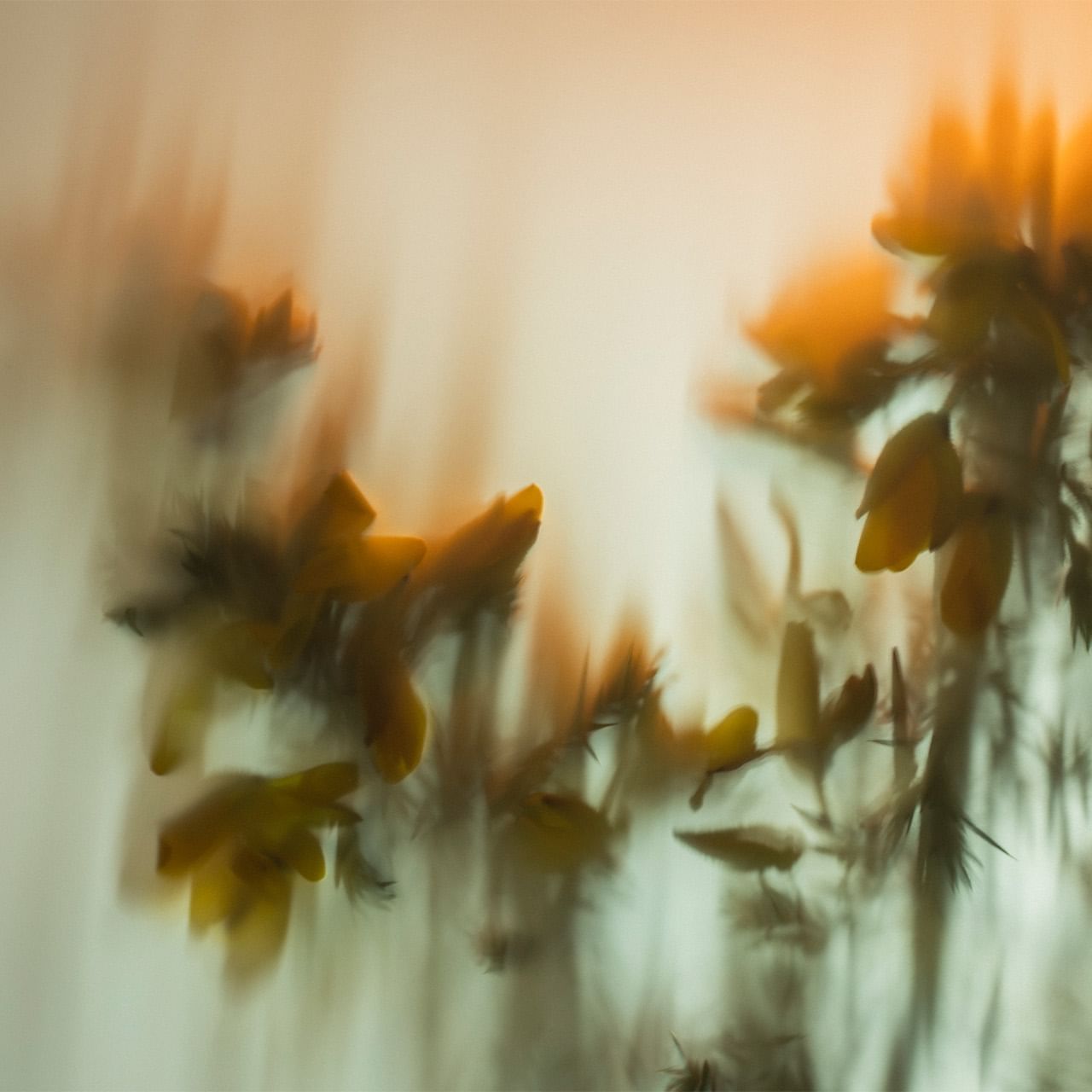 Blurred background image of tree branch used at Dunluce Lodge, Portrush hotels