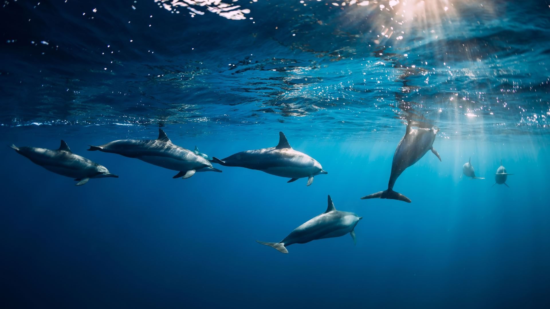 Dolphins underwater in the ocean near The Signature Collection