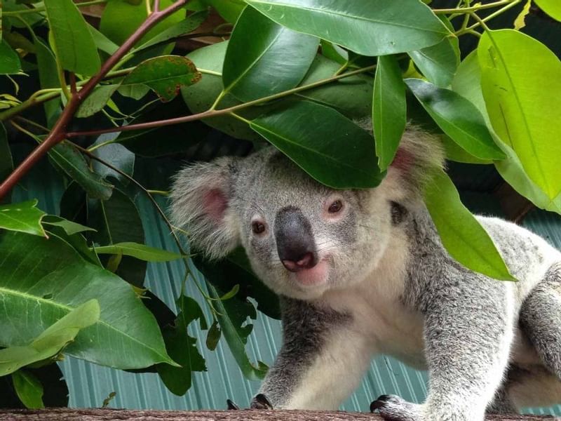 Koala sitting on a tree at Pullman Palm Cove Sea Temple Resort