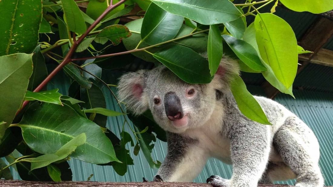 Koala sitting on a tree at Pullman Palm Cove Sea Temple Resort