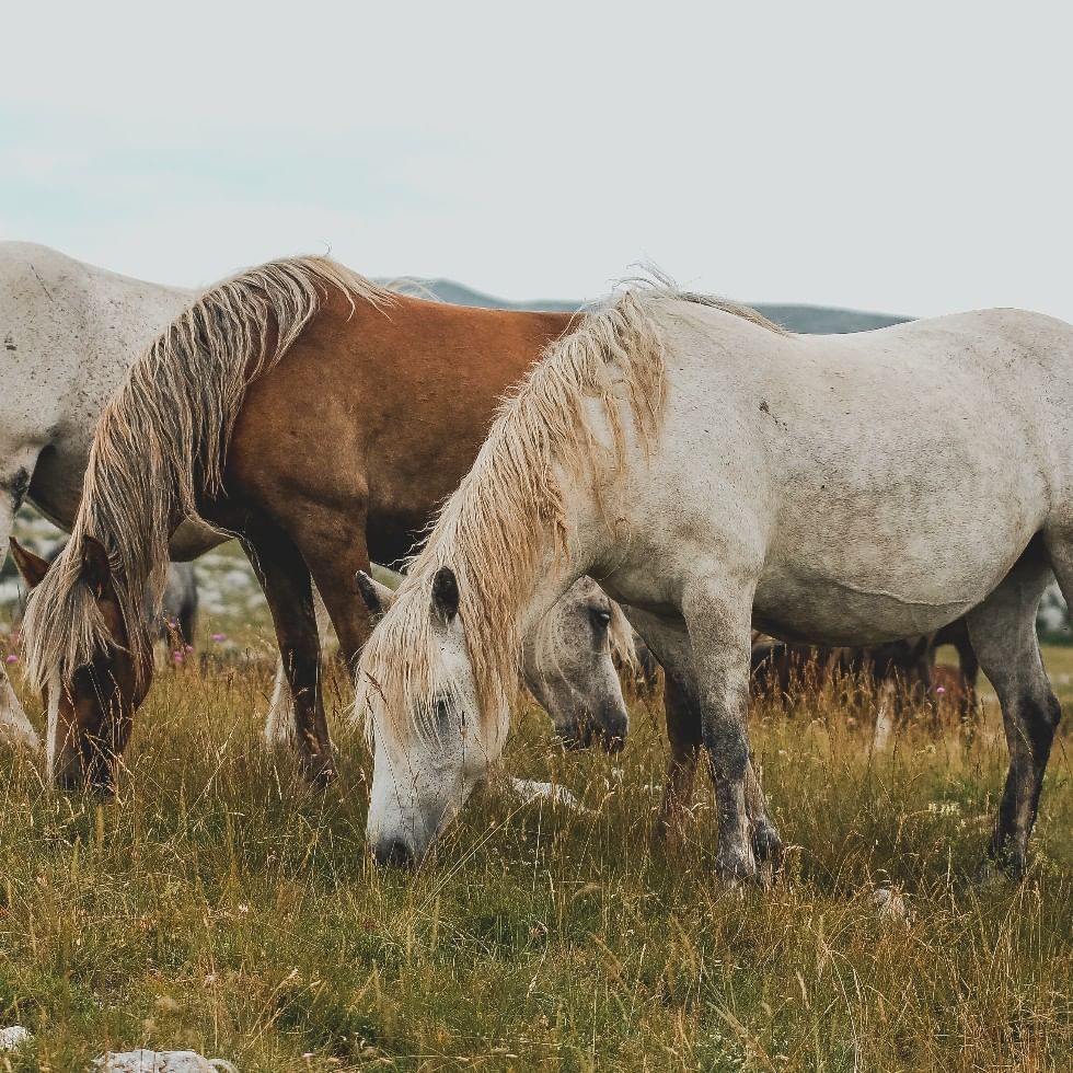 Horses eating grass in Giara Park near Falkensteiner Hotels