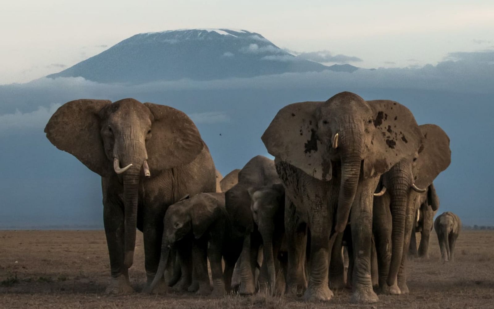 Amboseli Elephants