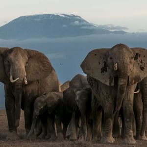 Amboseli Elephants