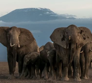 Amboseli Elephants