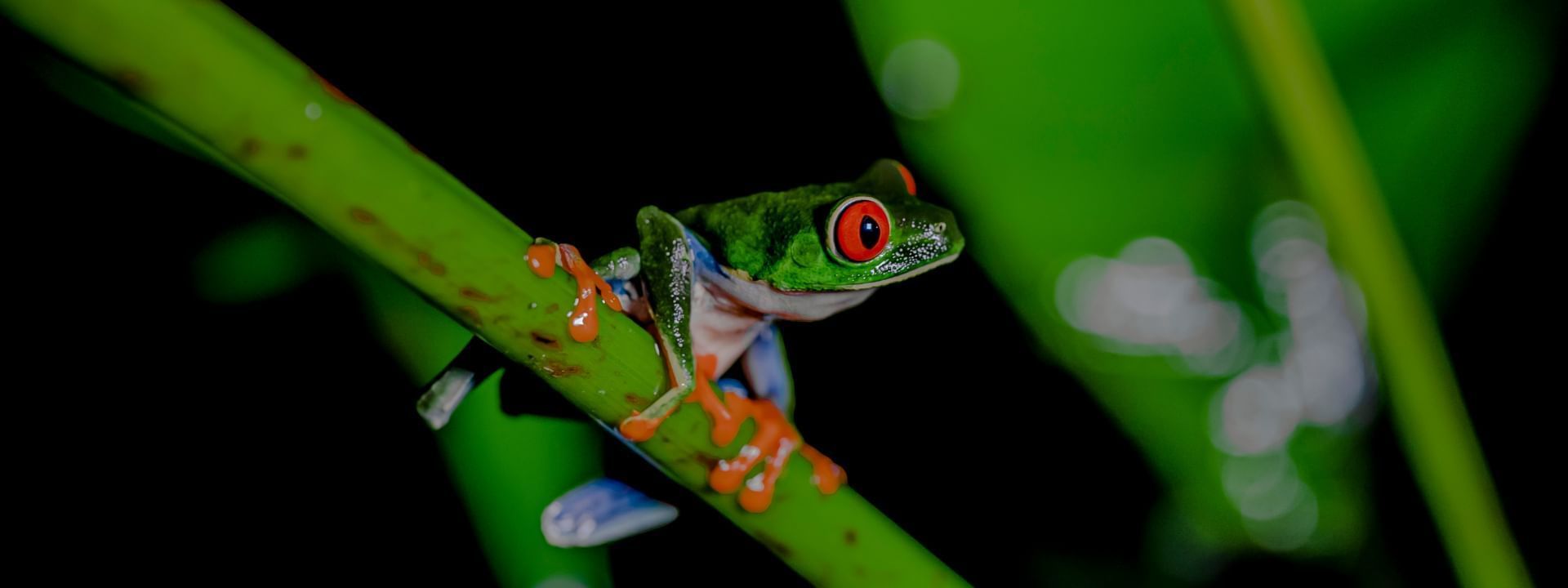 A frog in the rainforests of costa rica near Rio Celeste