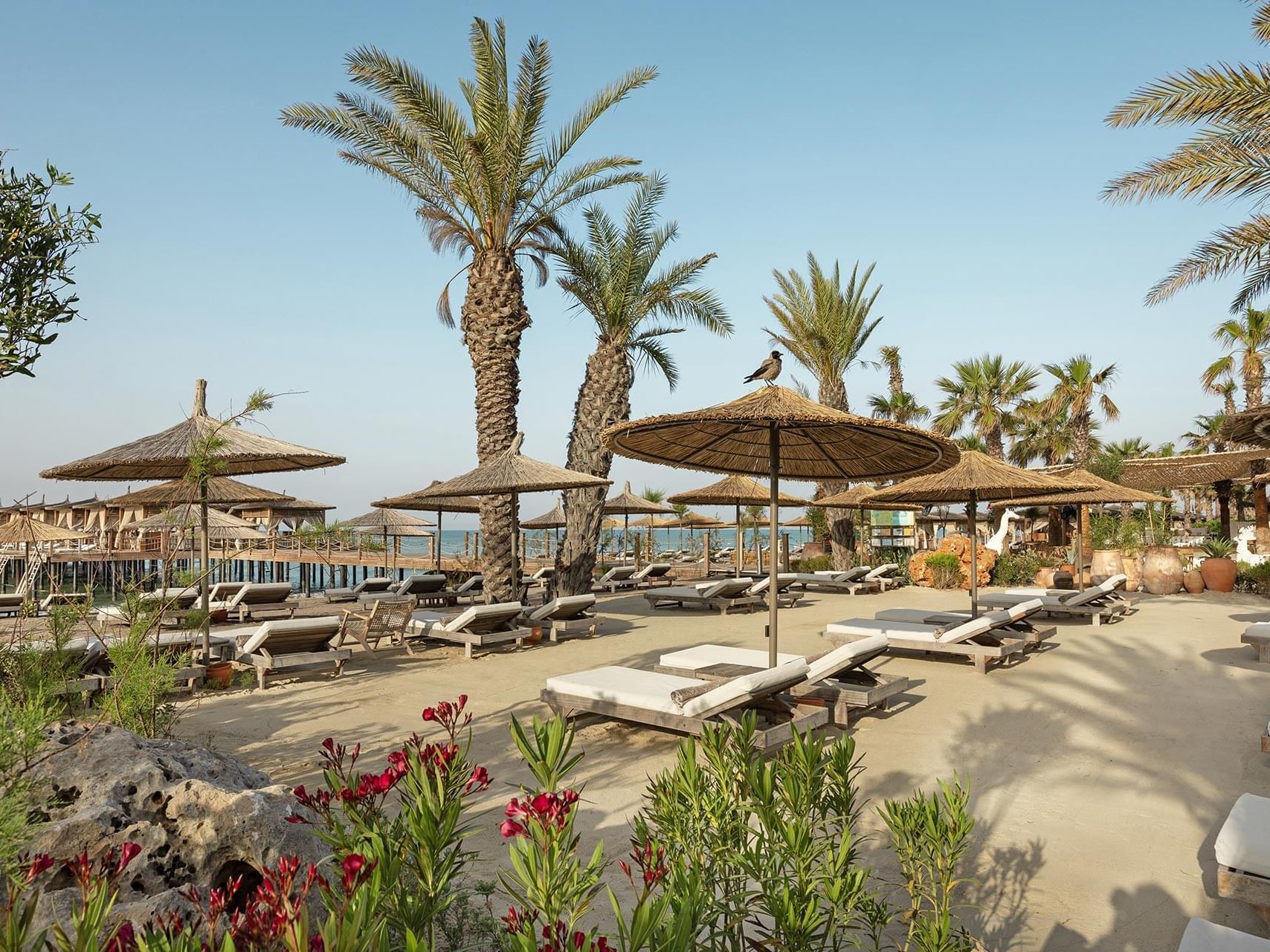 Beach resort with lounge chairs, umbrellas, palm trees, and flowers under a clear blue sky Cullinan Belek.