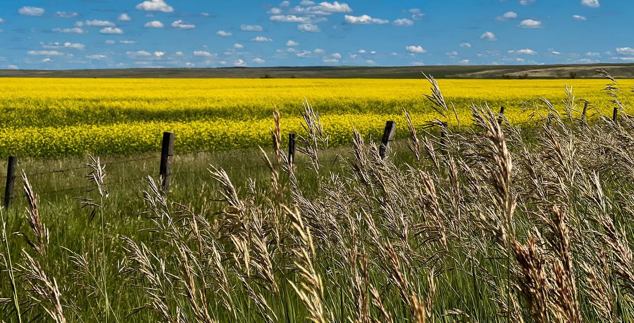 View of field and sky