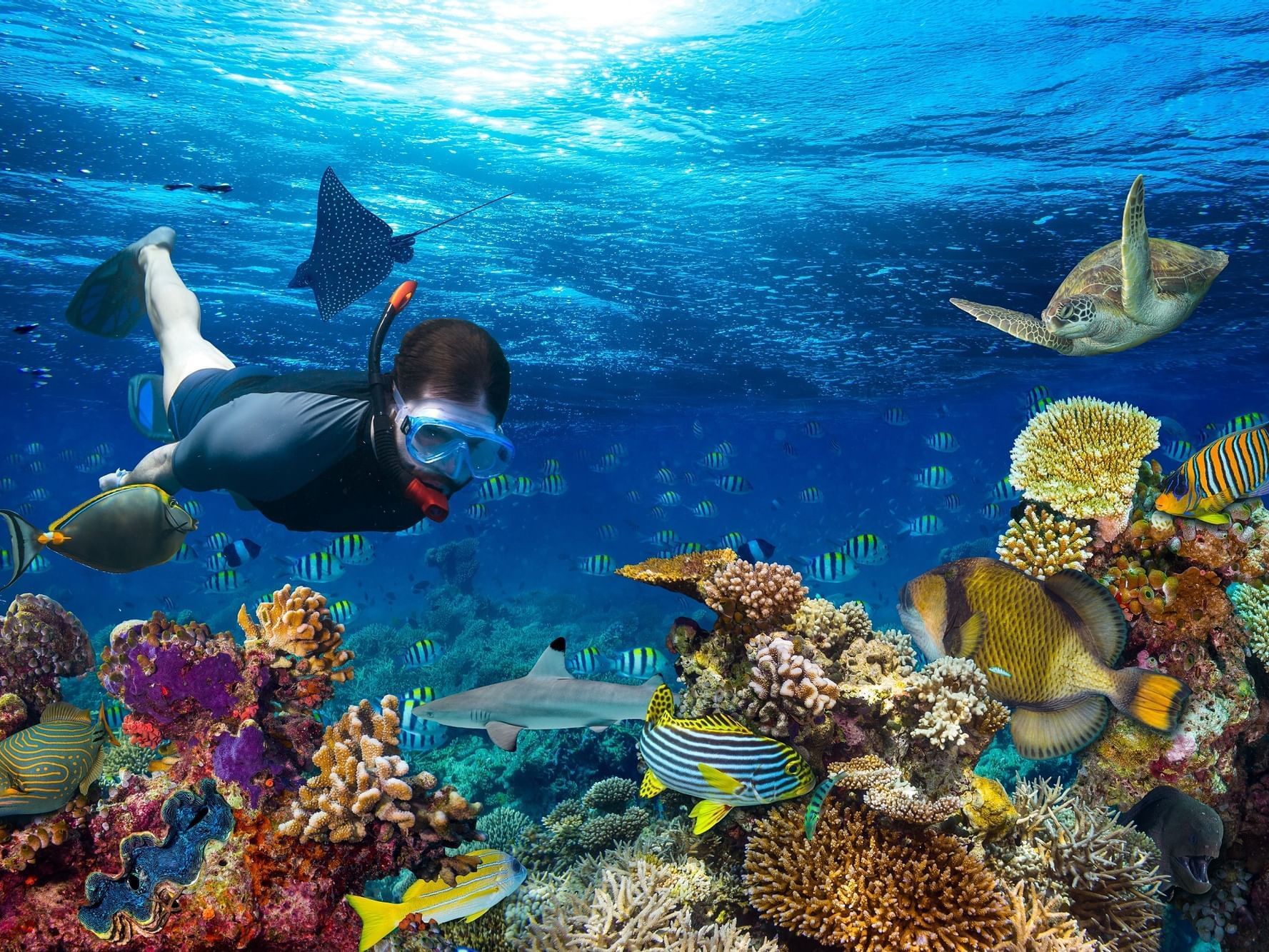 A Person snorkeling in the deep sea near Daydream Island Resort