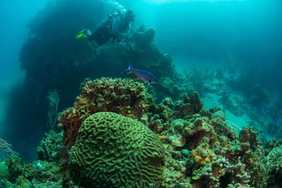 Diver swimming over a coral reef during Roatan, Honduras, scuba diving at Barefoot Cay Resort & Marina