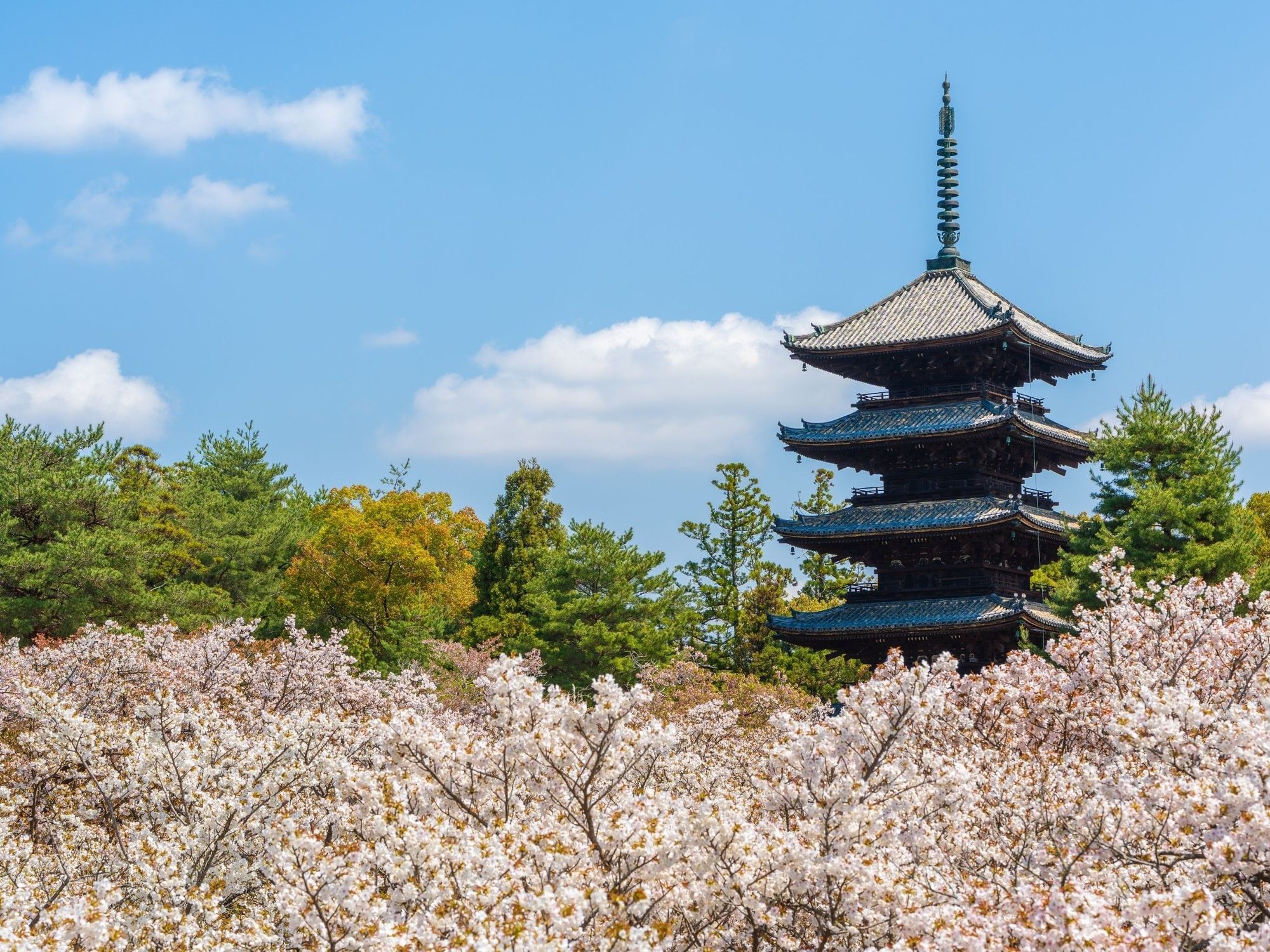 Park Hotel Kyoto | Cherry Blossom