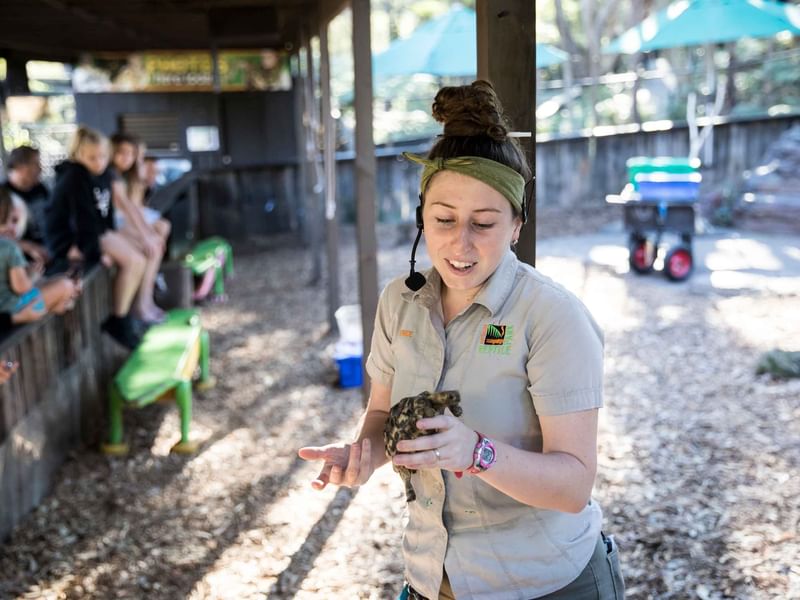 A zookeeper holding a small turtle in Australian Reptile Park near Mercure Kooindah Waters