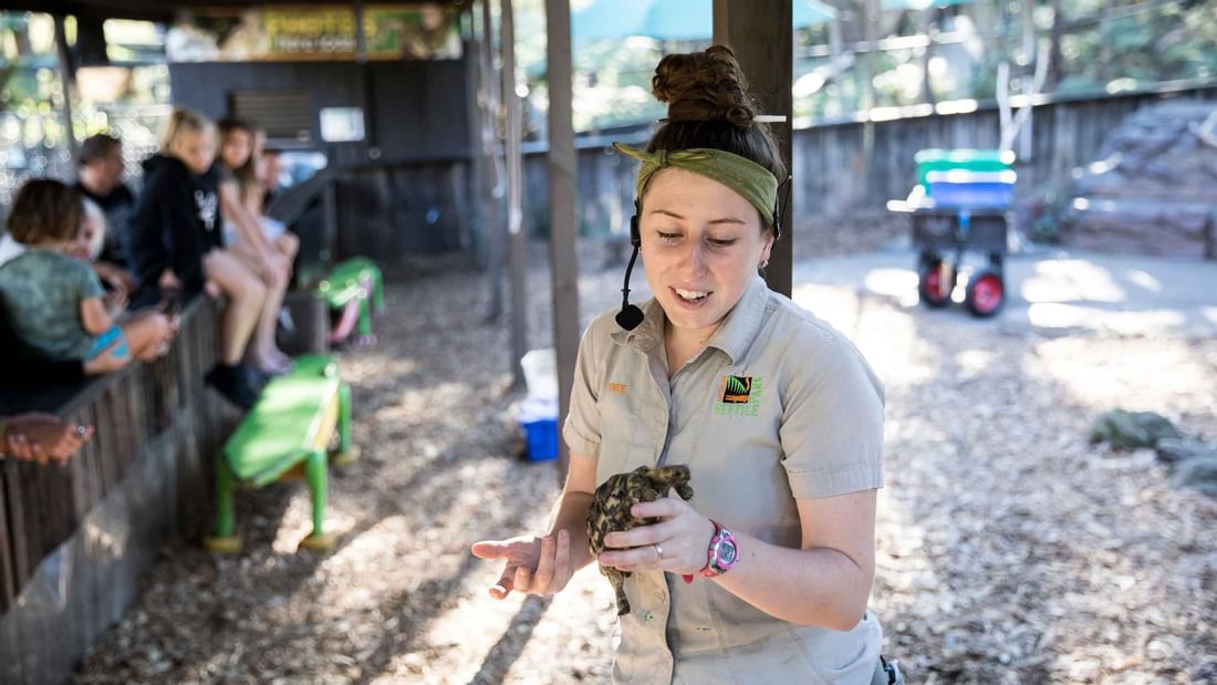A zookeeper holding a small turtle in Australian Reptile Park near Mercure Kooindah Waters
