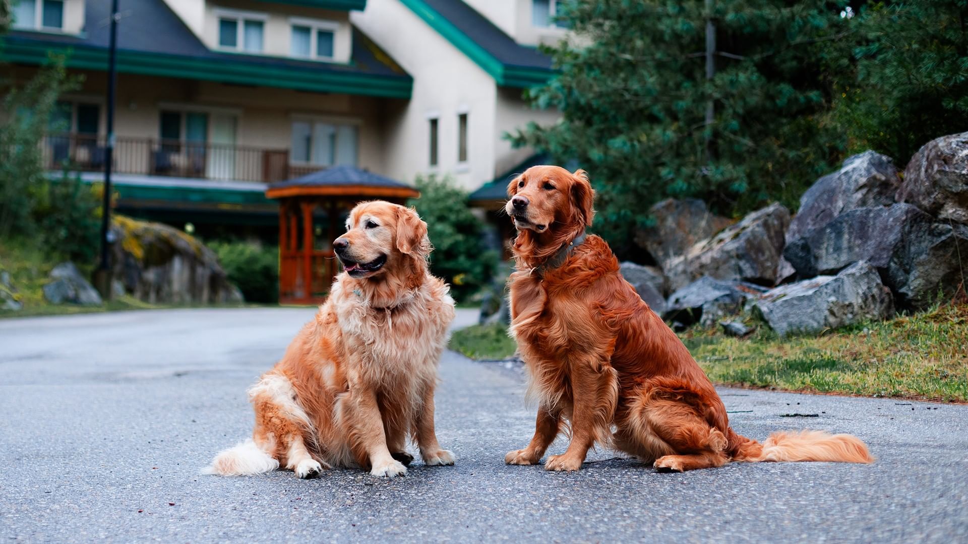 Two golden retrievers sit on a road with the hotel in the background.