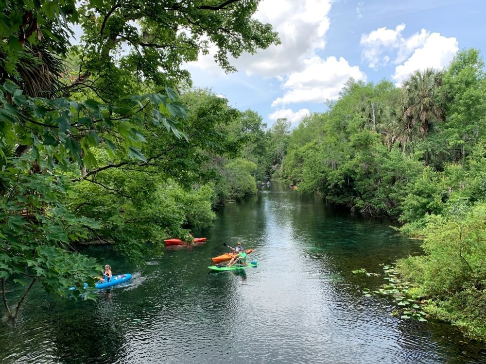 Four colorful kayaks floating along a quiet river surrounded by greenery and tropical foliage.