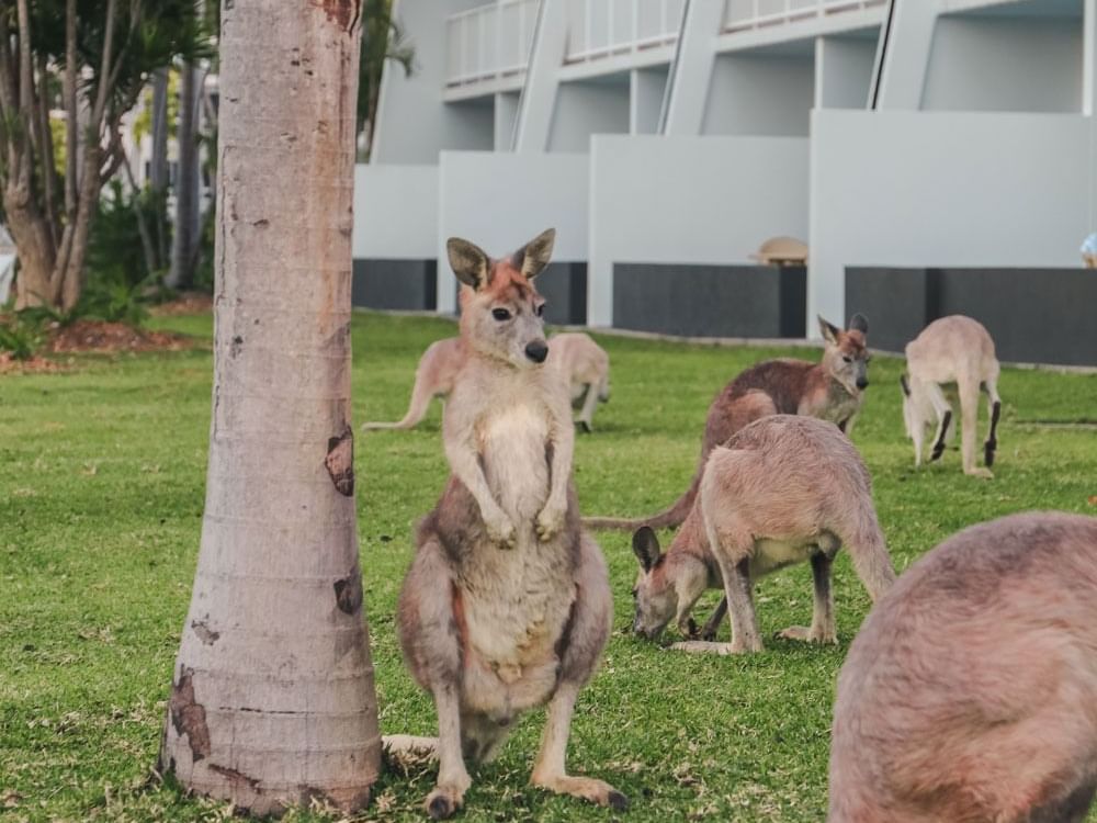 Kangaroos in the back garden at Daydream Island Resort