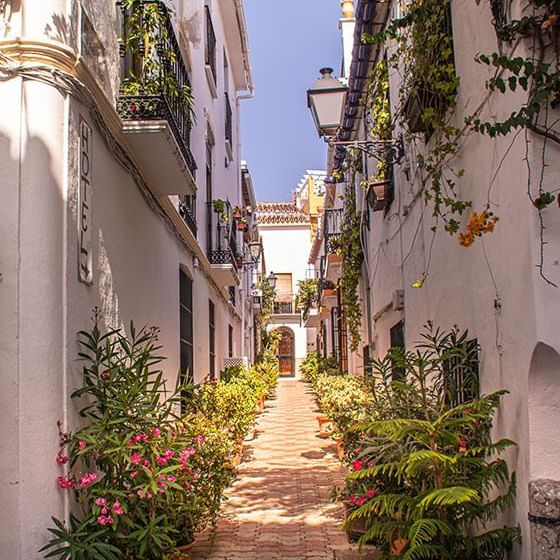 An alley with plants & flowers at Marbella Club Hotel