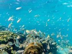 Underwater view of fish in Aruba Atlantis Submarine Tour near Passions on the Beach