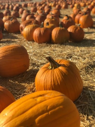 Autumn in Orlando still has plenty of pumpkins, as well as tropical palm trees.