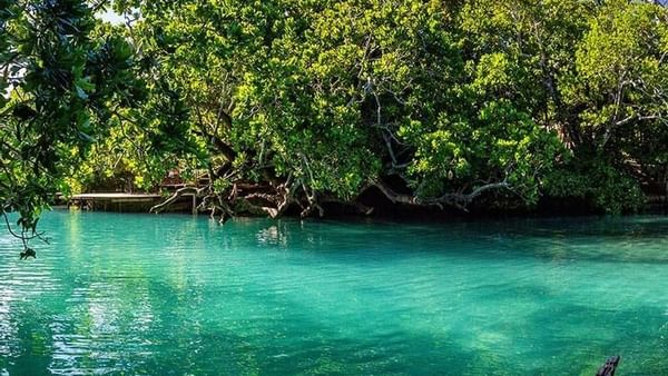 Calm Blue lagoon water surrounded by lush green tropical trees near the Warwick Le Lagon