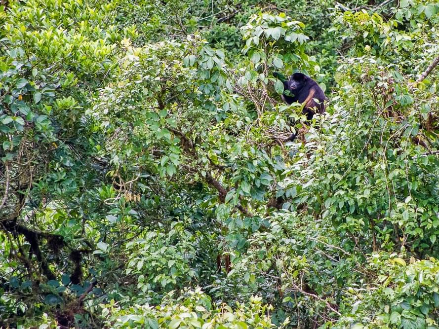 A monkey on the tree at Selvatura Park near Jaguarundi Lodge