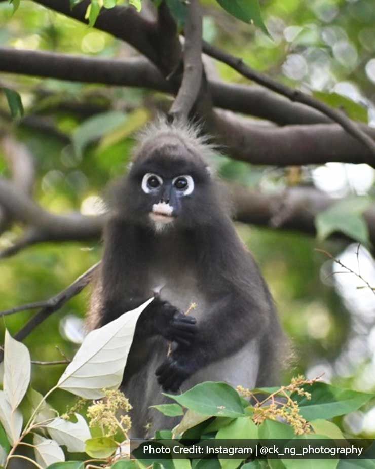 baby monkey perched on a tree branch