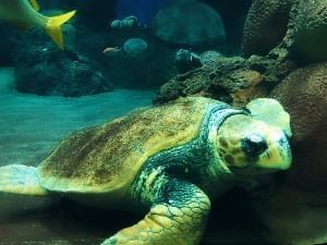 A turtle at SeaWorld Orlando.