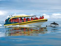 People enjoying the view of the ocean and a dolphin nearby during Pennicott Boat Cruise near Hotel Grand Chancellor Hobart