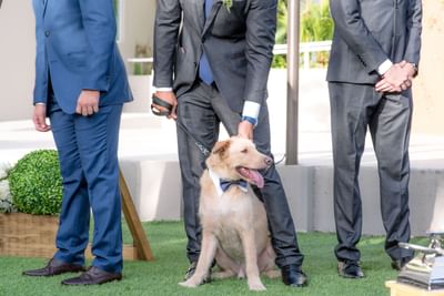Dog at a wedding
