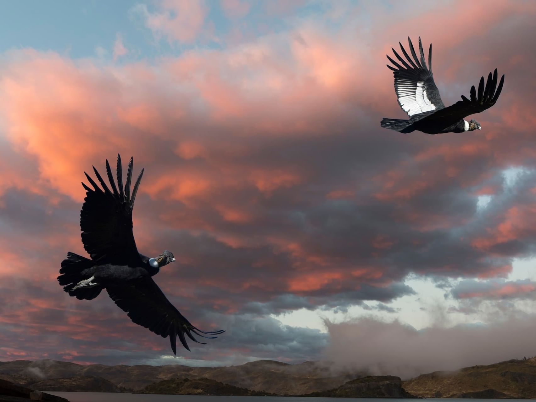 Andean Condors flying over Torres del Paine near Hotel Cabo