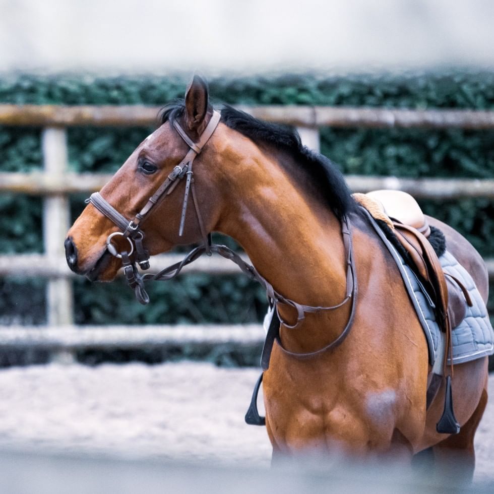 A horse at a horse riding park near Falkensteiner Hotels