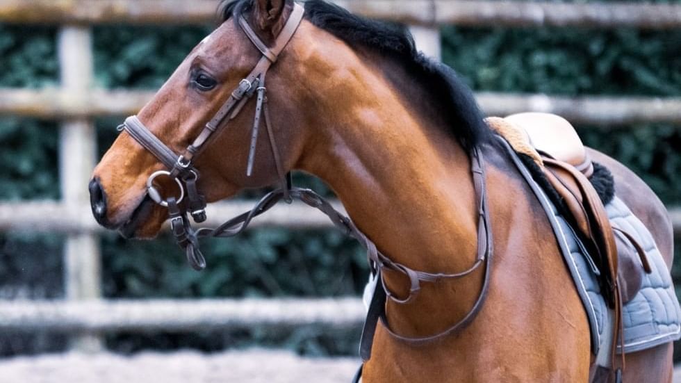 A horse at a horse riding park near Falkensteiner Hotels