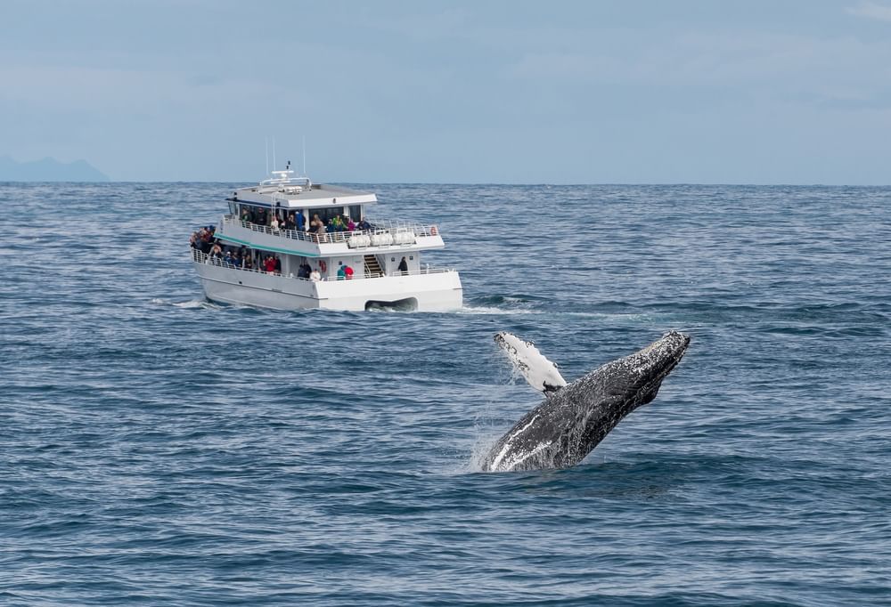 Humpback whale breaching from the ocean by a white tour boat under a grey sky near Warwick Seattle
