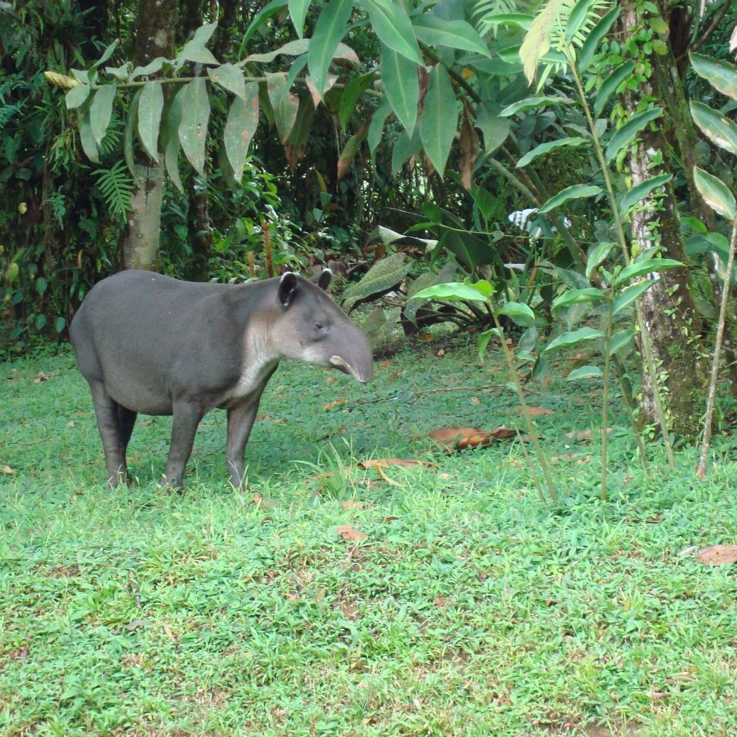 Animal in the wild near Rio Celeste Hideaway