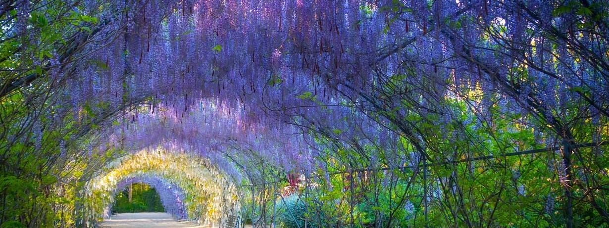 Wisteria tunnel in full bloom with purple and white flowers overhead at the Adelaide Botanic Gardens near Ibis Adelaide