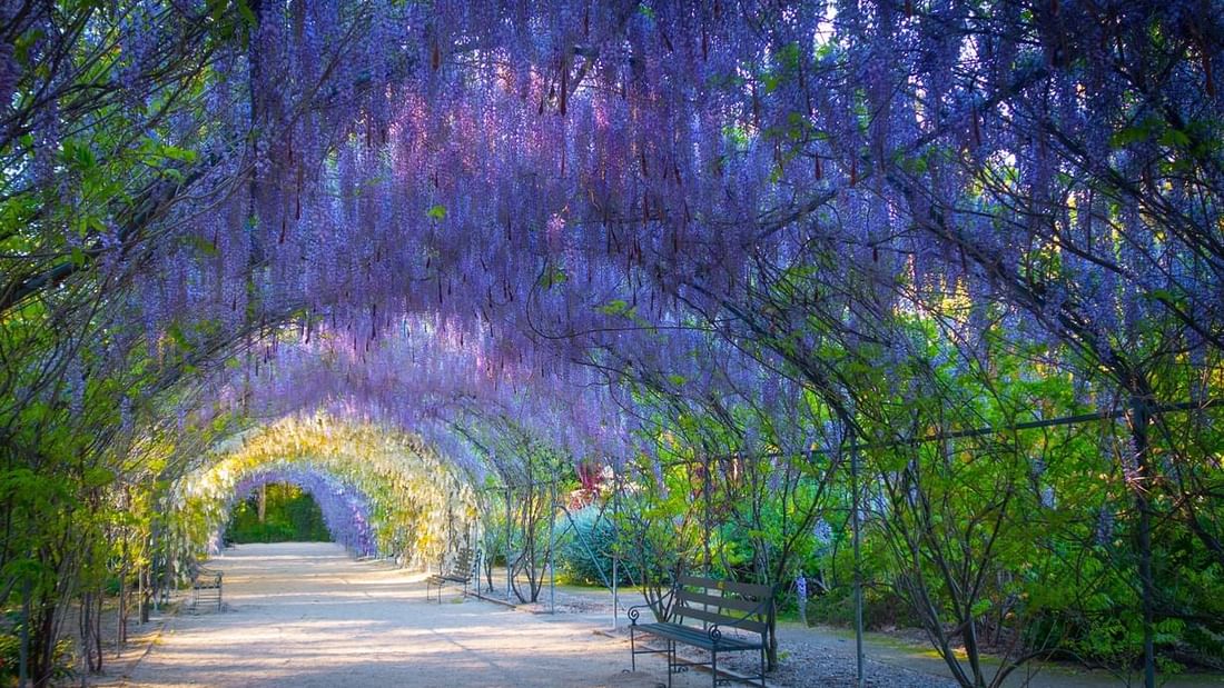 Wisteria tunnel in full bloom with purple and white flowers overhead at the Adelaide Botanic Gardens near Ibis Adelaide