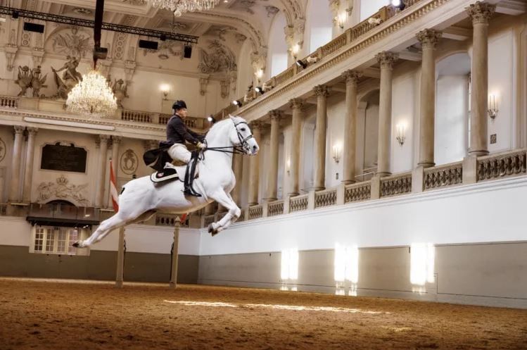 Lipizzaner horse of the Spanish Riding School performing classical dressage in the baroque Winter Riding School at the Hofburg in Vienna.
