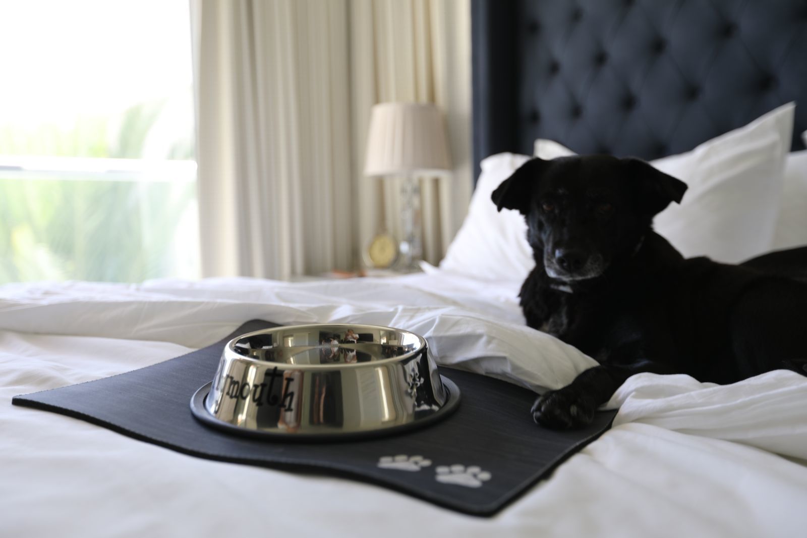 A black dog lies on a bed with a dog bowl in front of it.