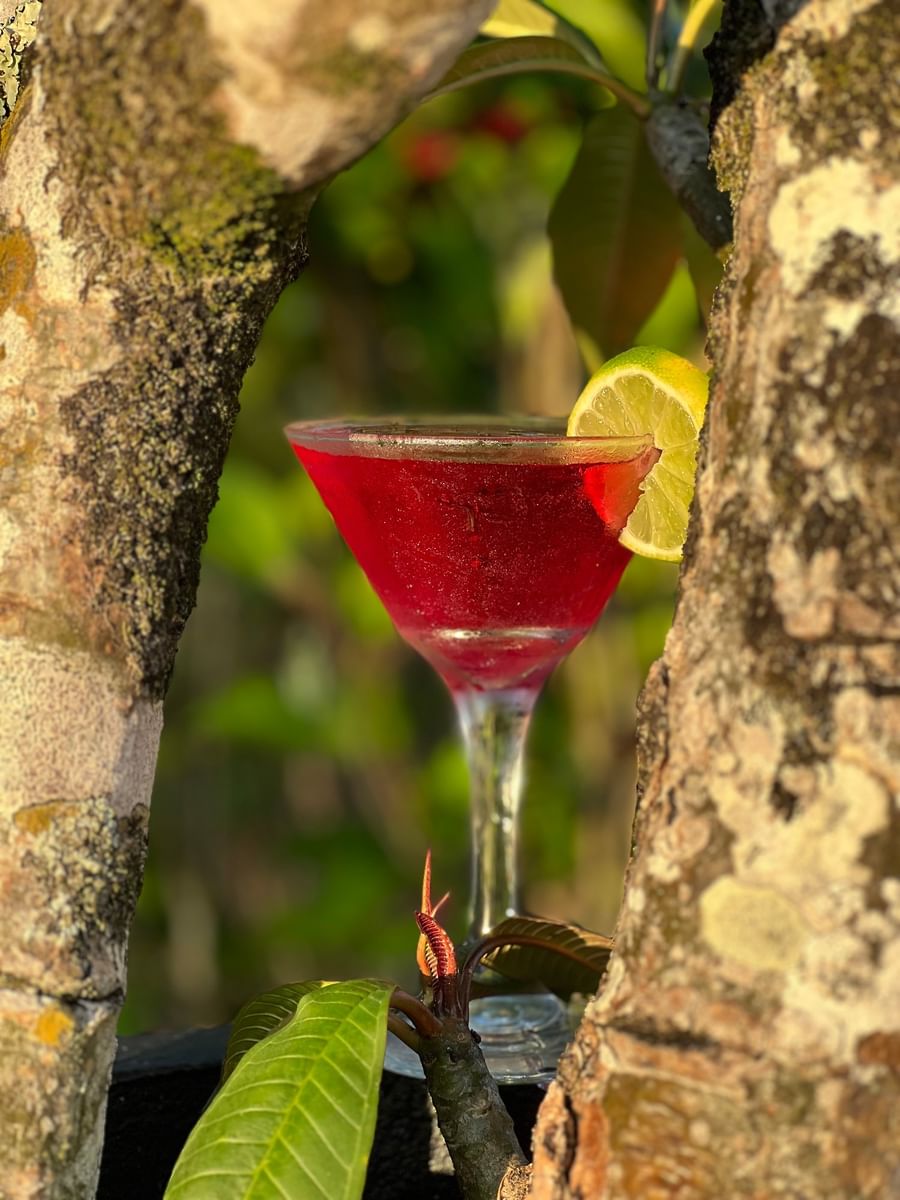 Red cocktail with a lemon slice in a martini glass among tree branches at Warwick Le Lagon - Vanuatu.