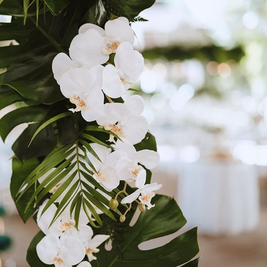 Modern Tropical Florals by Two Tribes, Pullman Palm Cove Resort