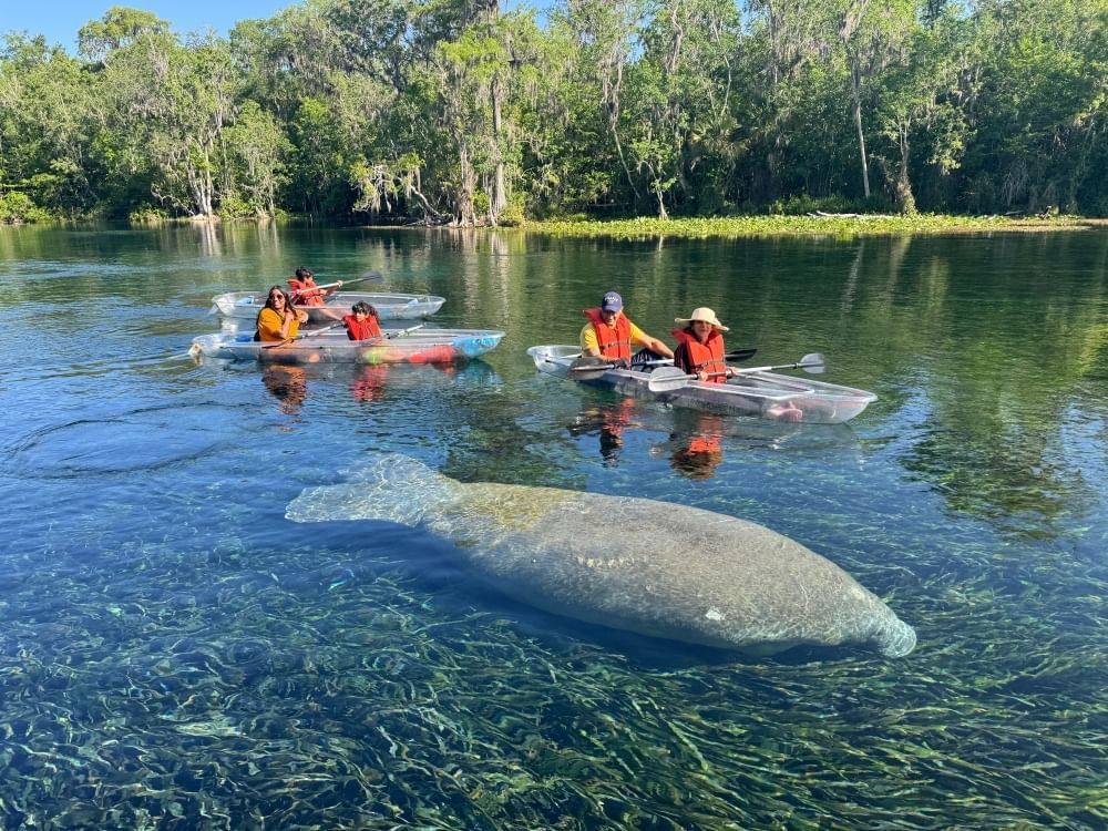 A family canoeing in crystal clear water admiring a passing manatee with green trees in the background.