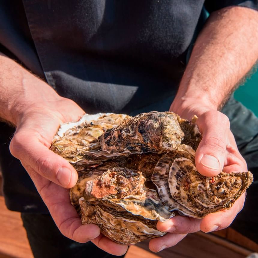 sustainability - local oysters