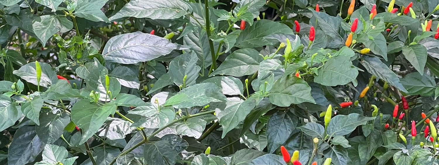 Lush green pepper plant with red and yellow peppers at Tambua Sands Beach Resort in Sigatoka