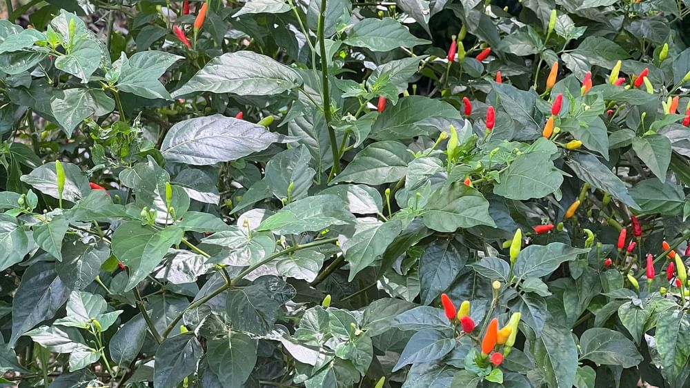 Lush green pepper plant with red and yellow peppers at Tambua Sands Beach Resort in Sigatoka.