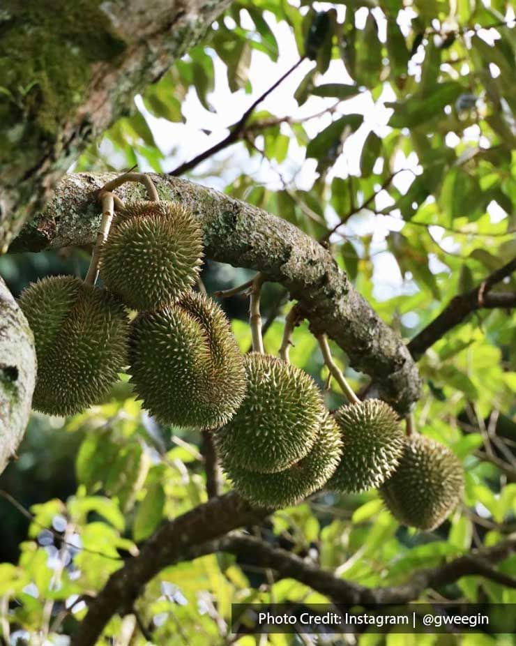 A bunch of durian fruits hanging from a tree branch at FCS Durian Orchard - Lexis Suites Penang