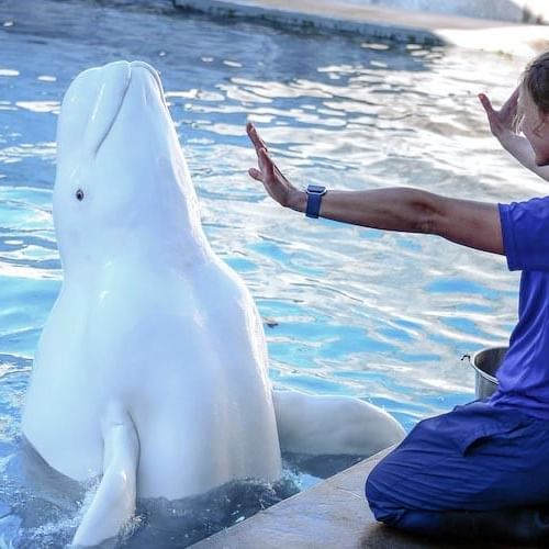 a trainer interacting with a whale at SeaWorld