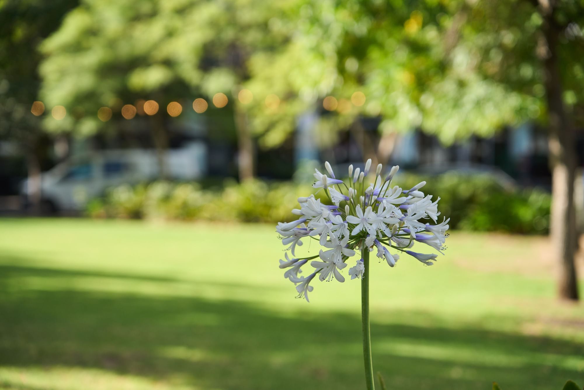 Blooming purple agapanthus with lush green lawn and trees near Ibis Adelaide